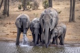 Serondella - Elephants at Camp waterhole Serondella - Elephants at Camp waterhole
